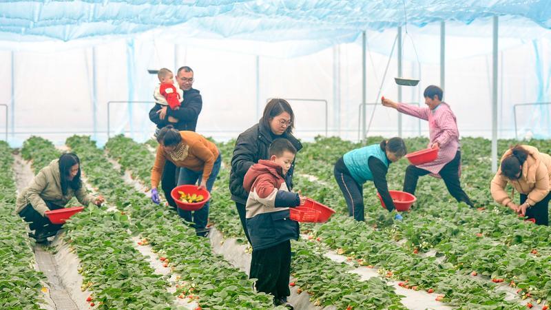 中年农民，开始搞直播